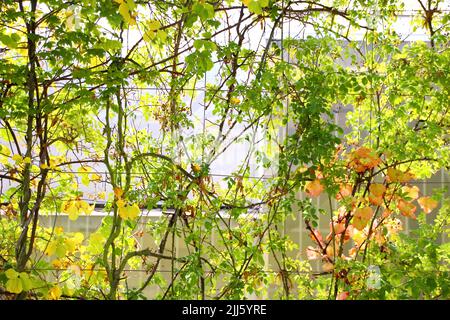 Nahaufnahme eines bunten Weinstocks. Wilde Vegetation, Gartenarbeit Stockfoto