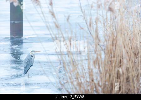 Graureiher (Ardea cinerea), der auf der gefrorenen Oberfläche der Havel steht Stockfoto