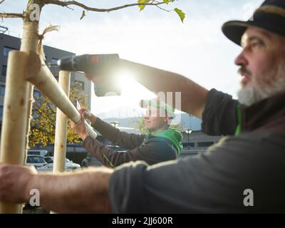 Gärtner bauen Zaun um frisch gepflanzten Baum Stockfoto