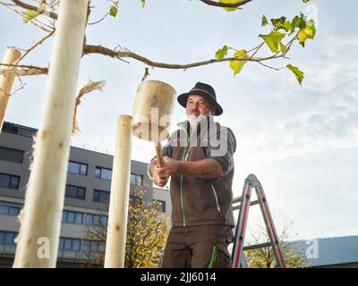 Reifer Gärtner baut Zaun um frisch gepflanzten Baum Stockfoto