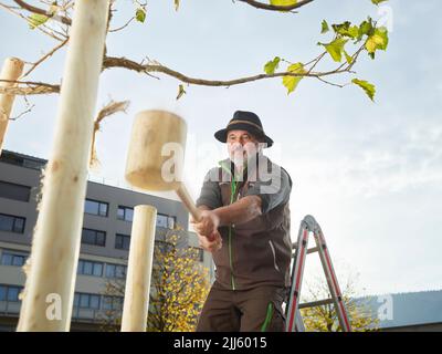 Reifer Gärtner mit Holzhammer im Garten Stockfoto