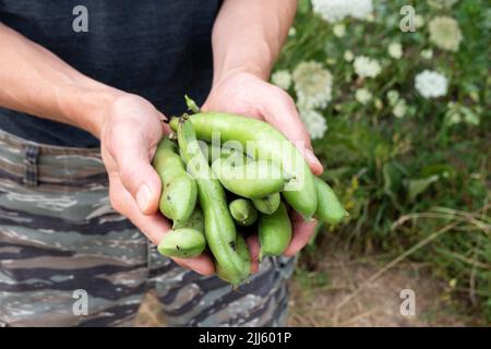 Hände von Menschen, die einen Haufen selbstgewachsener Buschbohnen halten Stockfoto