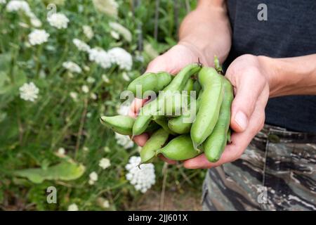 Hände von Menschen, die einen Haufen selbstgewachsener Buschbohnen halten Stockfoto