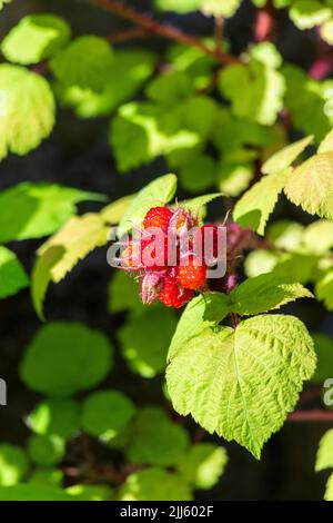 Japanische Weinbeere (Rubus phoenicolasius), die im Freien wächst Stockfoto