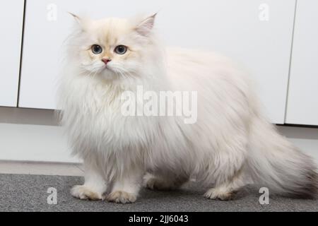 Britisches Langhaar-Kätzchen in silberner Farbe auf schwarzem Hintergrund. Niedliches flauschiges Kätzchen mit blauen Augen. Haustiere im gemütlichen Zuhause. Webbanner von oben nach unten. Lustig Stockfoto