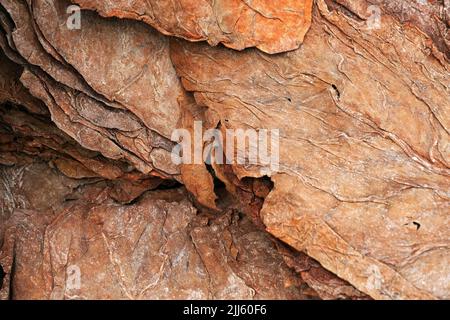 Getrocknete Tabakblätter als Hintergrund, Nahaufnahme, hochwertiges großes Blatt, sektierender Fokus. Stockfoto