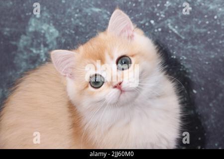 Britische Kurzhaarkätzchen von goldener Farbe auf weißem Hintergrund und grünen Blättern. Niedliches rotes Chinchilla-Kätzchen. Haustiere im gemütlichen Zuhause. Webbanner von oben nach unten Stockfoto