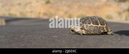 An einem sonnigen Tag überquert eine kleine Landschildkröte die Straße. Stockfoto