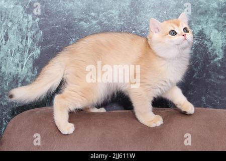 Britische Kurzhaarkätzchen von goldener Farbe auf weißem Hintergrund und grünen Blättern. Niedliches rotes Chinchilla-Kätzchen. Haustiere im gemütlichen Zuhause. Webbanner von oben nach unten Stockfoto