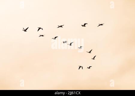 Silhouette einer Gruppe von Enten und Gänsen, die am orangefarbenen Himmel eines Wintertages im Naturschutzgebiet Lagunas de Villafáfila in Spanien fliegen. Stockfoto