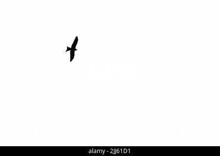 Silhouette von Lesser Kestrel, Falco naumanni. Falcon mit ausgestreckten Flügeln, die im Winter im Naturschutzgebiet Lagunas de Villafáfila in Spanien fliegen. Stockfoto