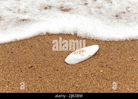 Tintenfischknochen am Ufer Stockfoto