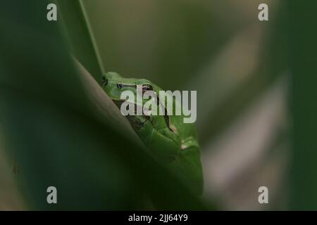 Männchen des europäischen Baumfrosches (hyla arborea), das während der Brutzeit auf einem Rattanblatt auf Weibchen wartet. Makroaufnahmen von Wildtieren Stockfoto