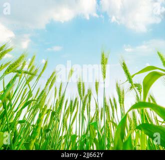 Grüne Weizenpflanzen wachsen hoch bis zum blauen Himmel mit Wolken, dramatische Perspektive aus der Perspektive eines niedrigen Winkels Stockfoto