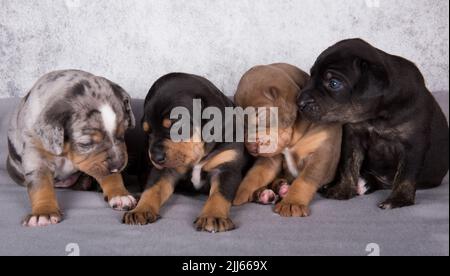 Vier Louisiana Catahoula Leopard Dogs Welpen auf grauem Hintergrund Stockfoto