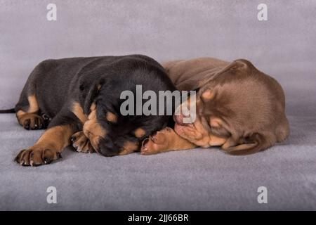 Zwei Louisiana Catahoula Leopard Dogs Welpen auf grauem Hintergrund Stockfoto