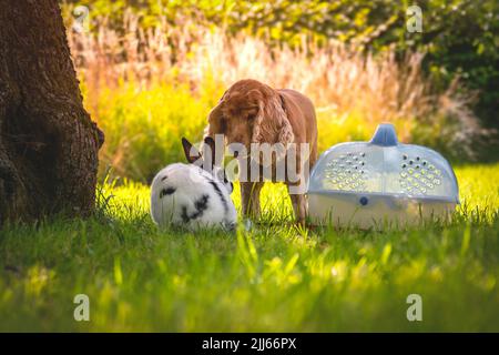 Cocker Spaniel mit kleinem Hase an sonnigen Tagen. Freundschaft zwischen Hund und Kaninchen. Haustiere im grasbewachsenen Garten unter dem Baum. Stockfoto