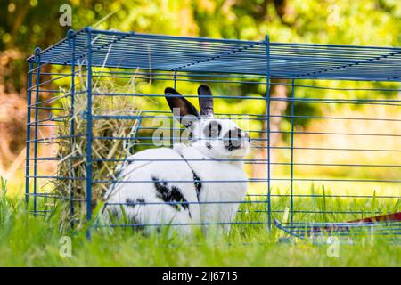 Kleines lustiges schwarz-weißes Kaninchen in einem Käfig auf grünem Gras. Käfig für Haustiere. Stockfoto