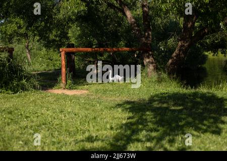 Schwan am Teich. Blick im Park. Details der Erholungsgebiet im Wald. Weißer Schwan in der Ferne. Stockfoto