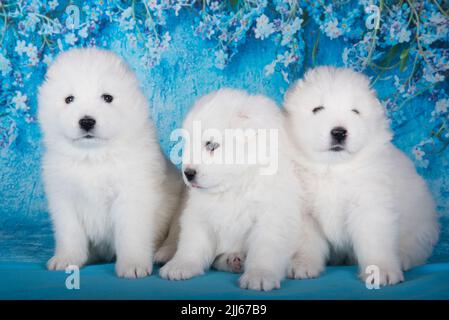 Drei weiße flauschige kleine Samoyed Welpen Hunde sitzen auf blauem Hintergrund mit blauen Blumen. Stockfoto