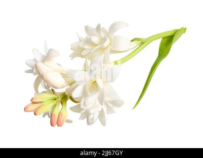 Agave amica, früher Polianthes tuberosa oder tuberose. Isoliert auf weißem Hintergrund. Vollständige Feldunterabteilung. Ohne Schatten Stockfoto