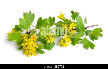 Ribes aureum, bekannt unter den gebräuchlichen Namen goldene Johannisbeere, Nelken-Johannisbeere, Pruterbeere und Büffel-Johannisbeere, Ribes odoratum. Isoliert. Stockfoto