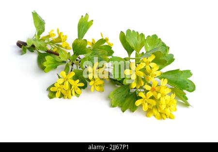 Ribes aureum, bekannt unter den gebräuchlichen Namen goldene Johannisbeere, Nelken-Johannisbeere, Pruterbeere und Büffel-Johannisbeere, Ribes odoratum. Isoliert. Stockfoto