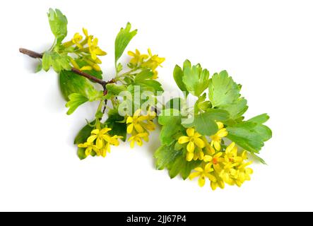 Ribes aureum, bekannt unter den gebräuchlichen Namen goldene Johannisbeere, Nelken-Johannisbeere, Pruterbeere und Büffel-Johannisbeere, Ribes odoratum. Isoliert. Stockfoto