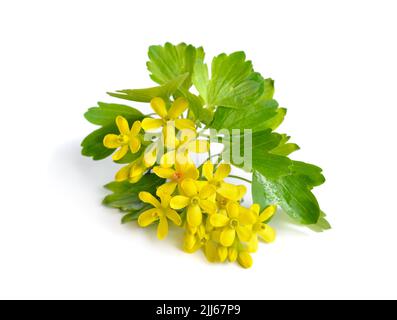 Ribes aureum, bekannt unter den gebräuchlichen Namen goldene Johannisbeere, Nelken-Johannisbeere, Pruterbeere und Büffel-Johannisbeere, Ribes odoratum. Isoliert. Stockfoto