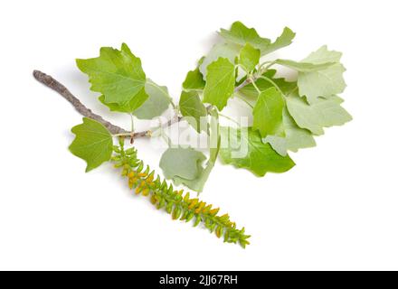 Populus alba, allgemein als Silberpappel, Silberblatt-Pappel oder weiße Pappel bezeichnet. Blühender Zweig. Isoliert auf weißem Hintergrund. Stockfoto