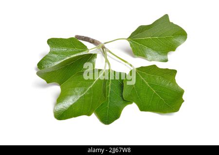 Populus alba, allgemein als Silberpappel, Silberblatt-Pappel oder weiße Pappel bezeichnet. Isoliert auf weißem Hintergrund. Stockfoto