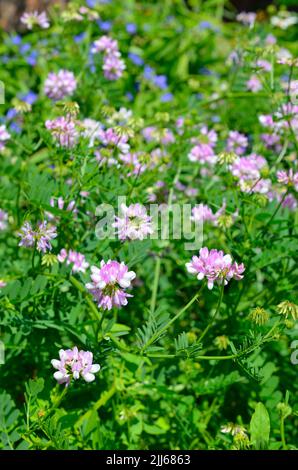 Securigera varia oder Coronilla varia, allgemein bekannt als Kronenvetch oder violetter Kronenvetch. Stockfoto