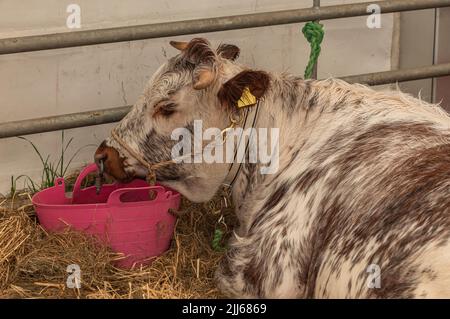 Großer behaarter brauner und weißer Stier, der sich auf Stroh legt, mit einem Ring durch die Nase und aus einem rosa Eimer isst Stockfoto