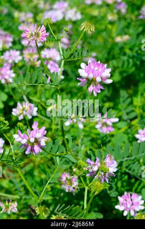 Securigera varia oder Coronilla varia, allgemein bekannt als Kronenvetch oder violetter Kronenvetch. Stockfoto