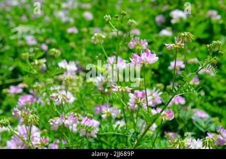 Securigera varia oder Coronilla varia, allgemein bekannt als Kronenvetch oder violetter Kronenvetch. Stockfoto