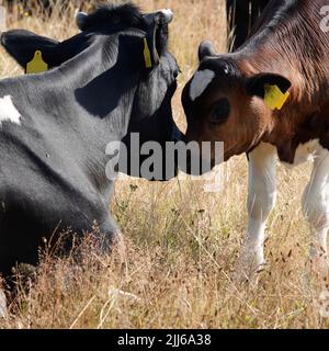 Kalb und Kuh. Mutter und Kind stehen in Kontakt. Der Besitzer glaubt an natürliche Kühe und nimmt ihre Hörner nicht ab. Das Kalb hat ein schwarz-rotes Fell. Stockfoto