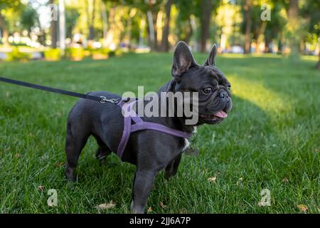 bulldog läuft an der Leine vor der Kulisse eines Parks und versucht, wegzuschauen Stockfoto