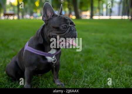 Hund französisch Bulldogge lief und setzte sich zu ruhen, streckte seine Zunge und atmet schwer Stockfoto