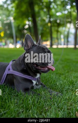 Hund französisch Bulldogge lief und setzte sich zu ruhen, streckte seine Zunge und atmet schwer Stockfoto