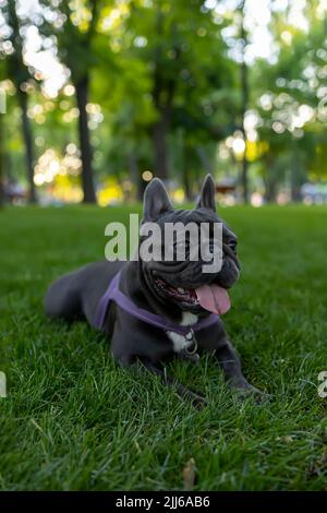 Schwarzer Hund französische Bulldogge legte sich auf den Rasen im Park und rammte seine Zunge heraus Stockfoto