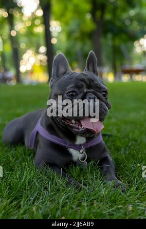 Schwarzer Hund französische Bulldogge legte sich auf den Rasen im Park und rammte seine Zunge heraus Stockfoto