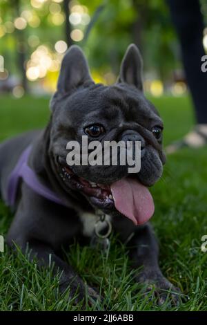 Schwarzer Hund französische Bulldogge legte sich auf den Rasen im Park und rammte seine Zunge heraus Stockfoto