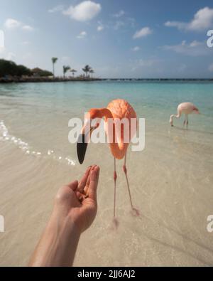 Fütterung eines dunkelrosa Flamingos am Flamingo Beach in Aruba an einem hellen, sonnigen Tag. Stockfoto