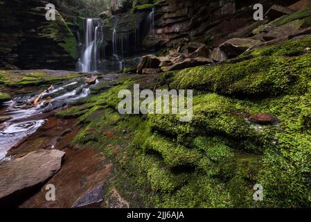 Moosige Felsen säumen die Seiten der kleinen Schlucht mit den Elakala Falls im Blackwater Falls State Park in West Virginia. Stockfoto