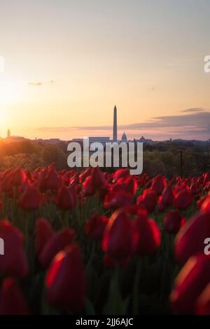 Das Lincoln Memorial, das Washington Monument und das US Capitol Reihen sich bei Sonnenaufgang mit einem Garten mit scharlachroten Tulpen am Netherlands Carillon an. Stockfoto