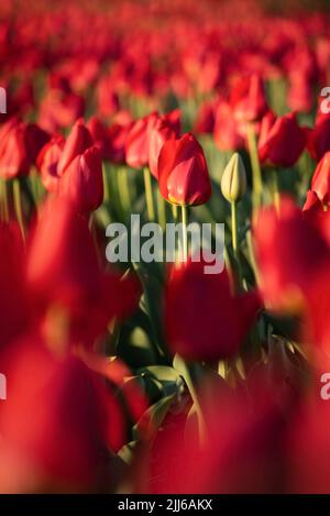 Im Netherlands Carillon in Arlington, Virginia, mit Blick auf Washington DC, fangen helle, scharlachrote Tulpen das Morgenlicht ein. Stockfoto