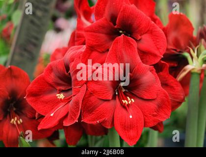 Hippeastrum Double King, allgemein bekannt als Amaryllis, in tiefem Rot, in voller Blüte Stockfoto