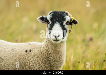 Swaledale Mutterschafe oder weibliche Schafe, mit Blick nach vorne in der Sommerwiese. Nahaufnahme von Kopf und Schultern. Hintergrund bereinigen. Horizontal. Speicherplatz kopieren. Stockfoto