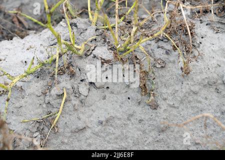 Löcher, Höhlen im Boden unter Kartoffelpflanzen nach dem Ausstieg von Kartoffelkäfer, die sich verwandelt haben, metamorphosierte. Stockfoto