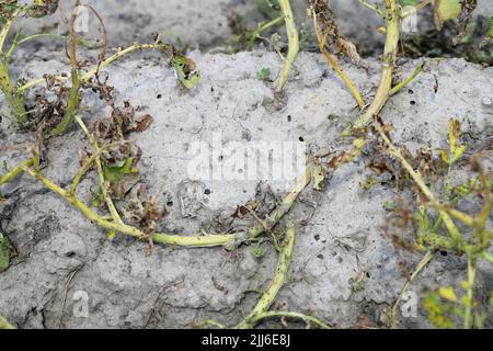 Löcher, Höhlen im Boden unter Kartoffelpflanzen nach dem Ausstieg von Kartoffelkäfer, die sich verwandelt haben, metamorphosierte. Stockfoto